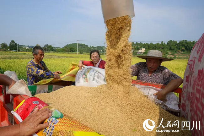 2024年9月，伴隨著收割機(jī)的轟鳴聲，牌坊村的墾造水田種下的第一季水稻開啟收割。歐歡攝