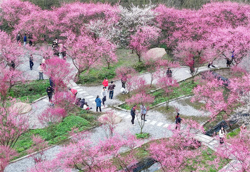 市民利用周末在四川省廣安華鎣市祿市鎮(zhèn)涼水井村生態(tài)園游覽灼灼其華的梅花，樂享受春天的氣息和鄉(xiāng)村振興帶來的成果。邱海鷹攝