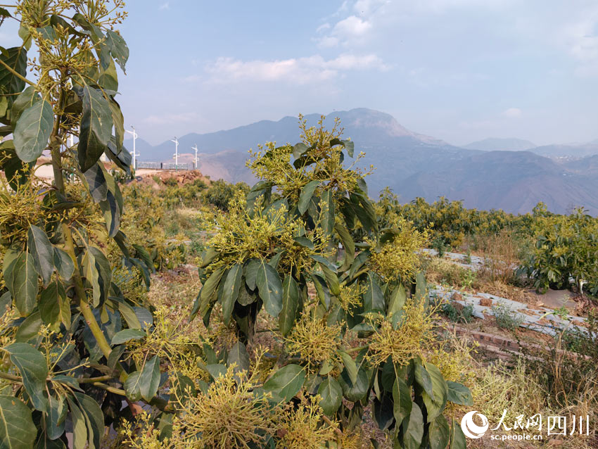 正在生長(zhǎng)的牛油果樹。人民網(wǎng)記者 劉海天攝
