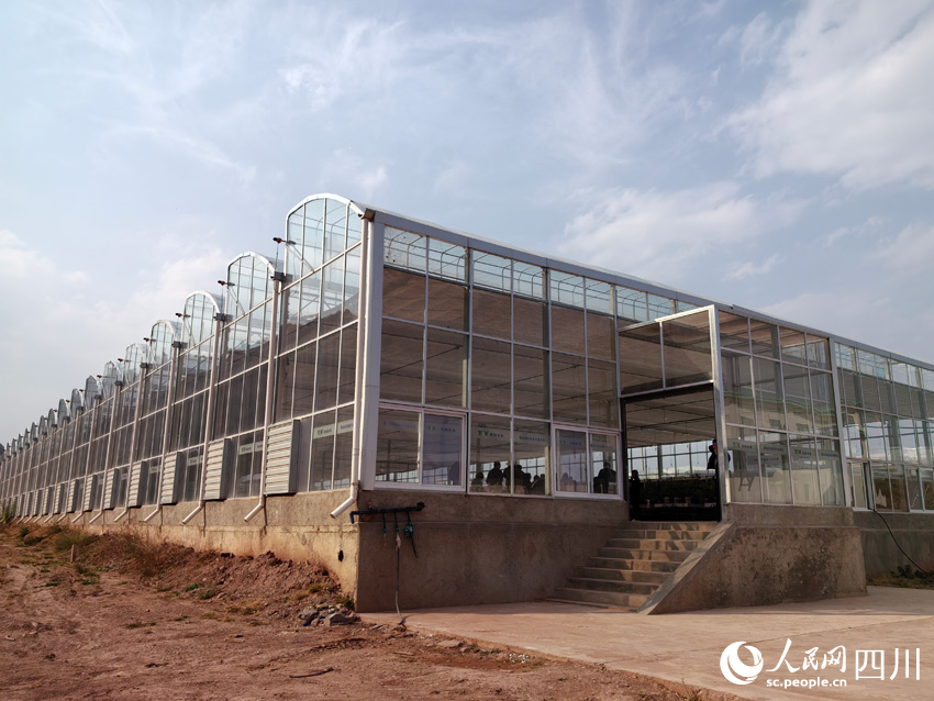 牛油果樹苗育苗大棚。人民網(wǎng)記者 劉海天攝