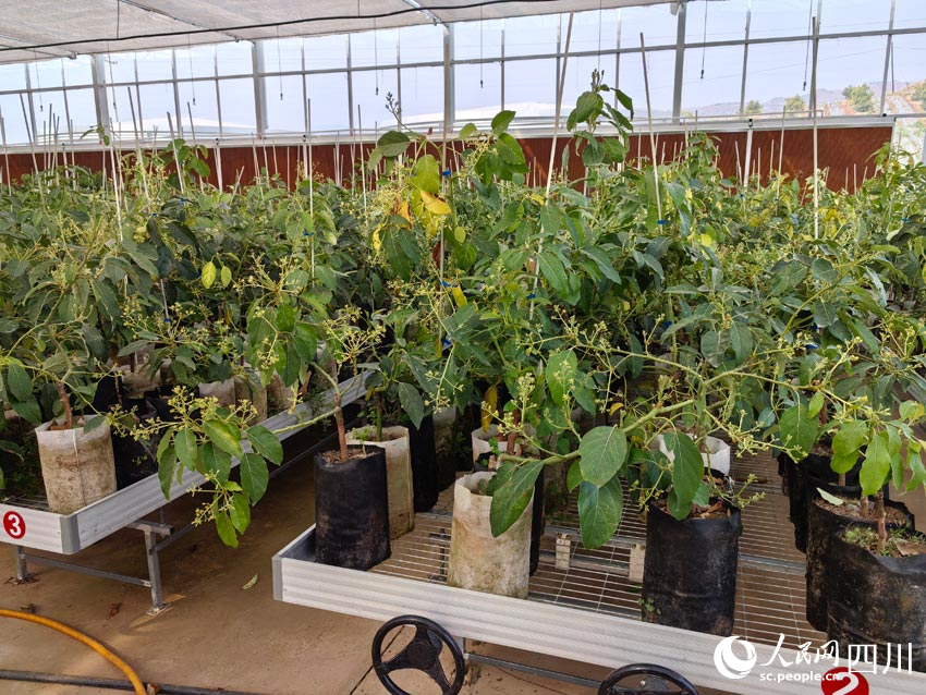 正在培育的牛油果樹苗。人民網(wǎng)記者 劉海天攝