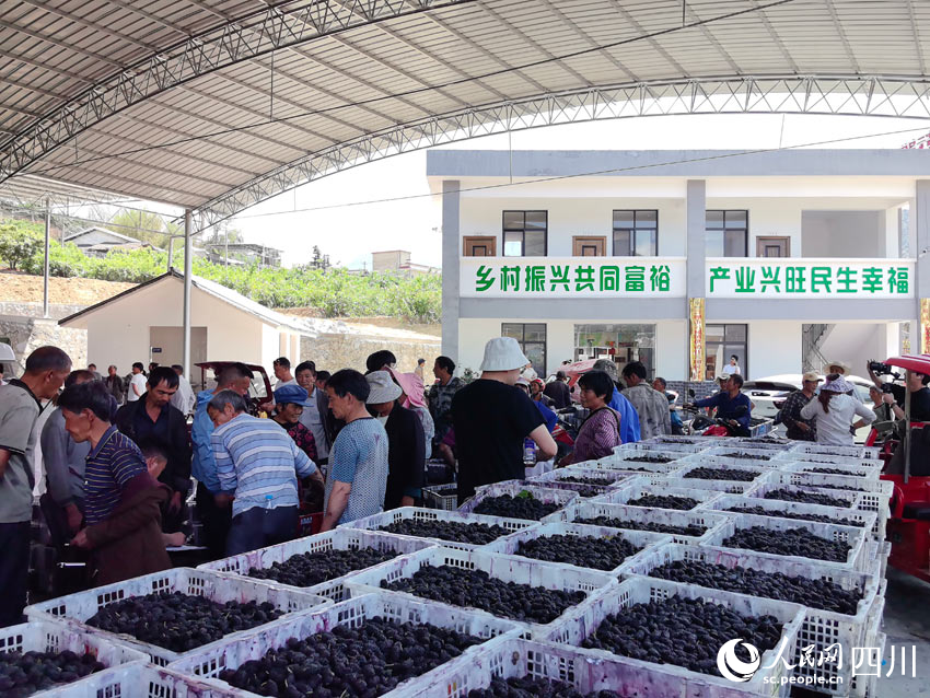 村民們運來的桑葚。人民網(wǎng)記者 劉海天攝