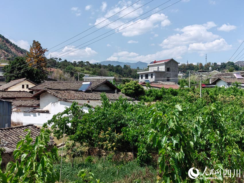 村里村外，種滿了致富林。人民網(wǎng)記者 劉海天攝