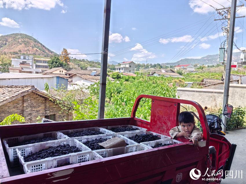 小朋友守護運輸桑葚的車。人民網(wǎng)記者 劉海天攝