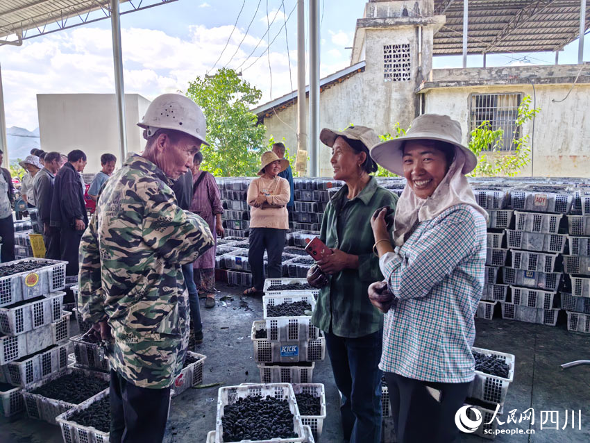 賣了桑葚掙了錢，村民們都很開心。人民網(wǎng)記者 劉海天攝
