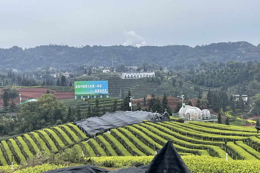 納溪區(qū)護國鎮(zhèn)梅嶺村二月亭抹茶基地。瀘州市納溪區(qū)農(nóng)業(yè)農(nóng)村局供圖