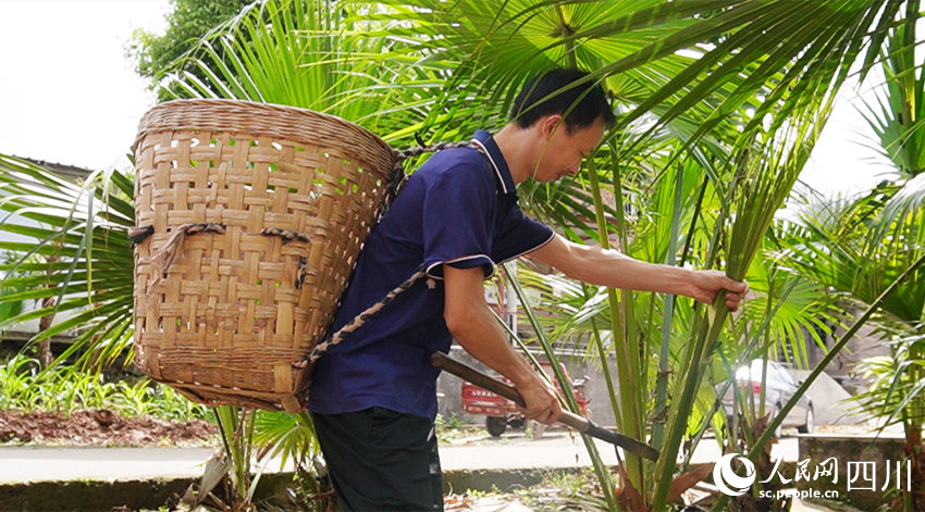 王利華在采集蒲葵葉。黃俊欽攝