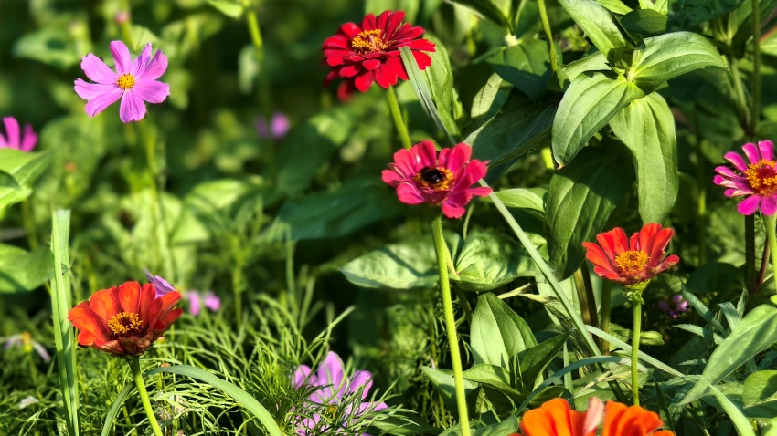 聯(lián)豐村街道旁，蜜蜂采花。實(shí)習(xí)生唐藝娟攝