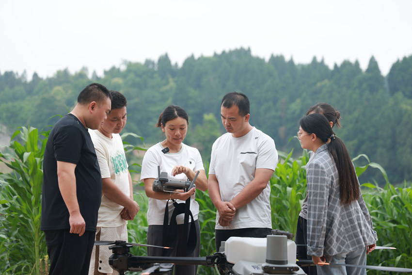 奉歡為“新農(nóng)人”指導(dǎo)無(wú)人機(jī)噴灑農(nóng)藥要點(diǎn)。屈超英 攝