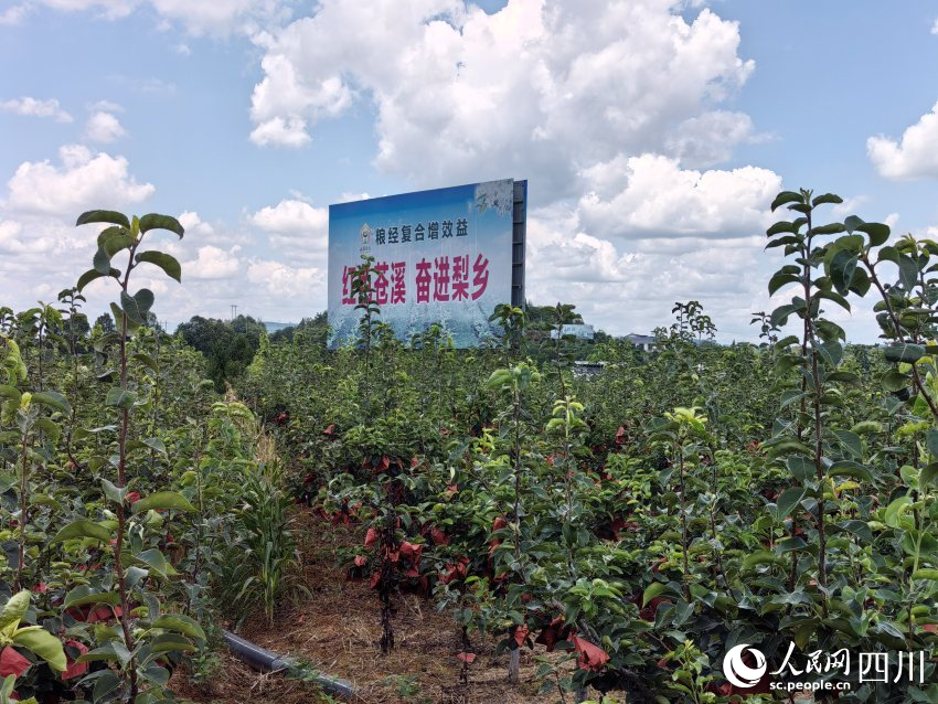 紅色蒼溪，奮進梨鄉(xiāng)。人民網(wǎng)記者 劉海天攝