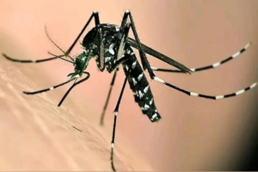 白紋伊蚊。汶川縣中醫(yī)醫(yī)院供圖