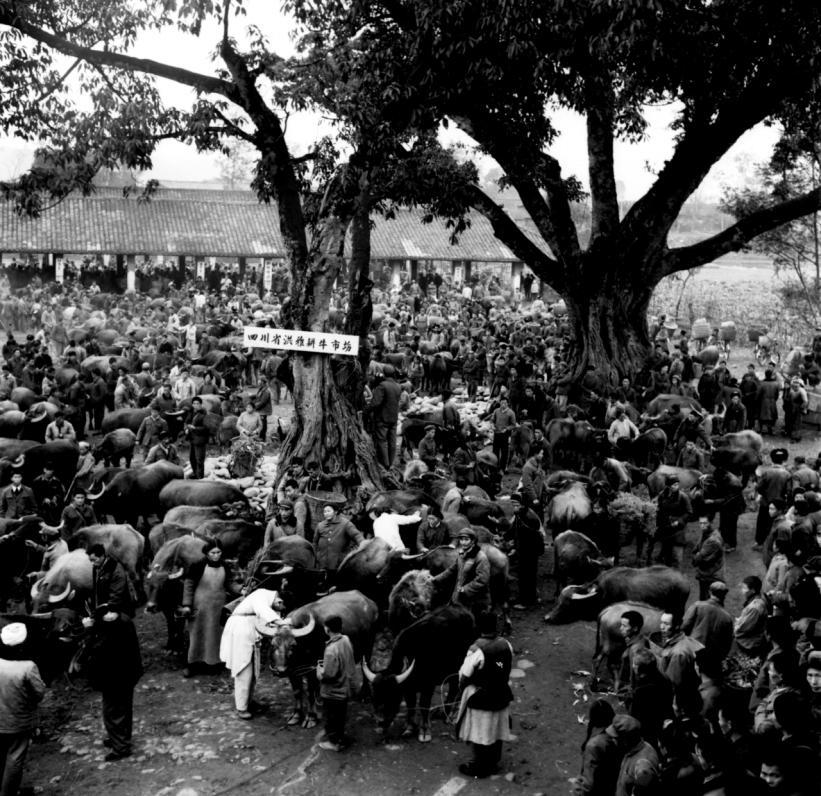 20世紀(jì)80年代的洪雅耕牛市場。眉山市黨史和地方志編纂中心供圖