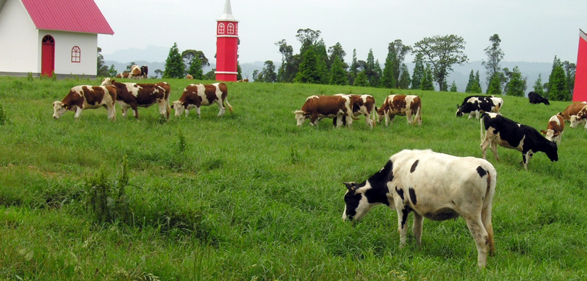 洪雅縣現(xiàn)代牧業(yè)。洪雅縣黨史和地方志編纂中心供圖