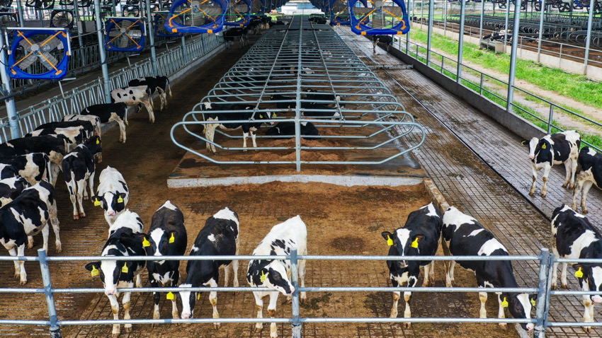 洪雅縣現(xiàn)代化奶牛養(yǎng)殖基地。洪雅縣黨史和地方志編纂中心供圖