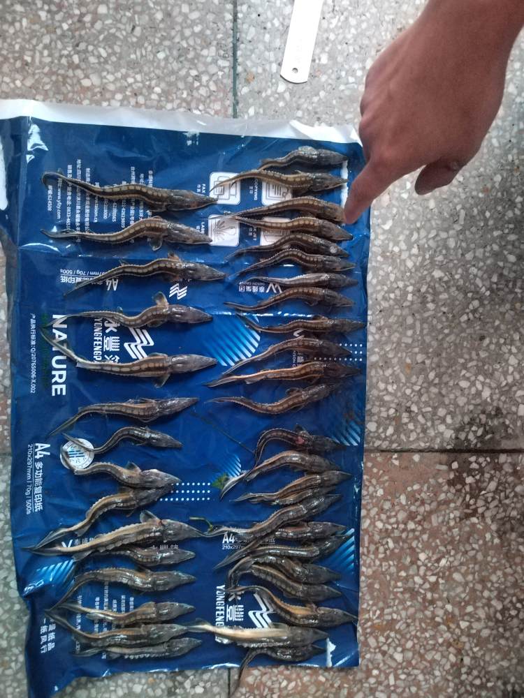 宜賓警方查獲的國家重點(diǎn)保護(hù)野生動物——長江鱘。四川公安供圖