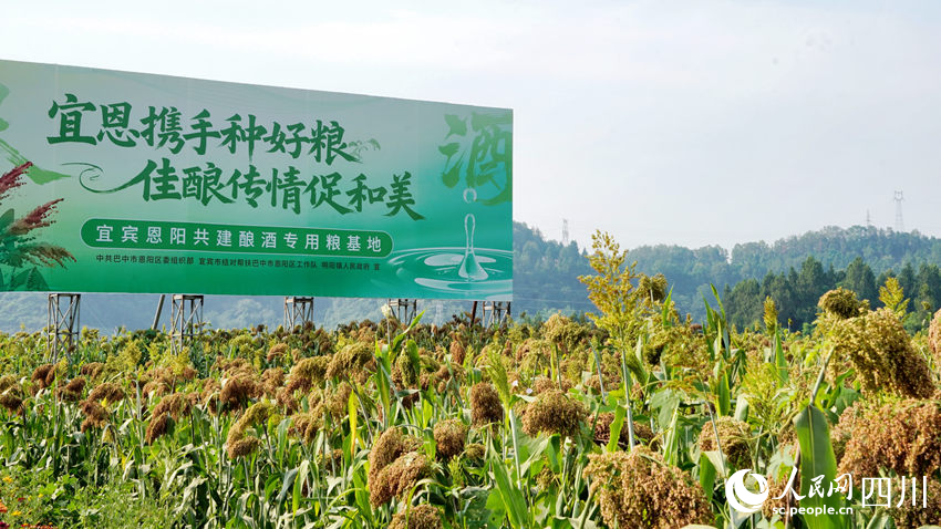 宜賓幫扶工作隊(duì)帶領(lǐng)恩陽村民種上了高粱，為宜賓白酒產(chǎn)業(yè)提供優(yōu)質(zhì)原材料，實(shí)現(xiàn)雙贏。人民網(wǎng)記者 王波攝