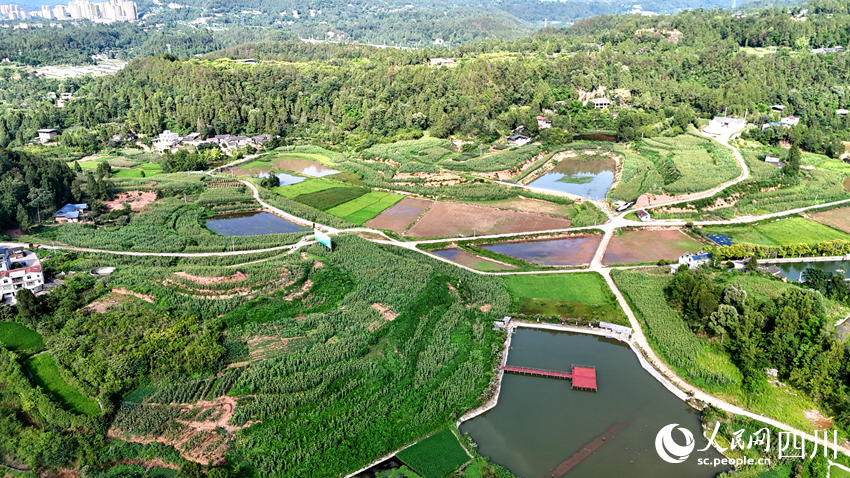 宜賓恩陽共建釀酒專用糧基地。人民網(wǎng)記者 王波攝