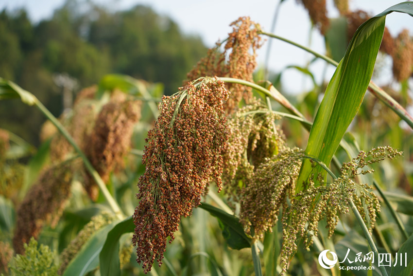 沉甸甸、紅艷艷的“宜糯紅4號”高粱進(jìn)入豐收季節(jié)。人民網(wǎng)記者 王波攝