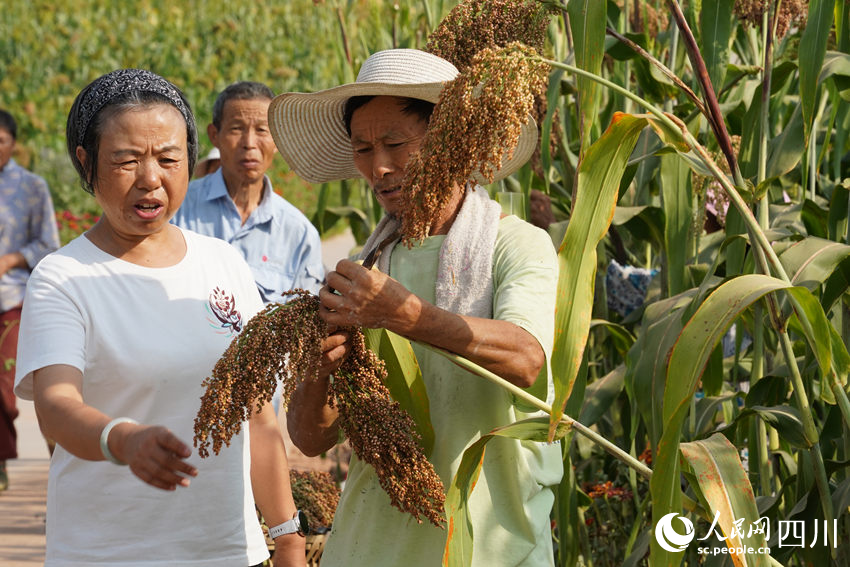 宜賓幫扶工作隊(duì)農(nóng)技專家指導(dǎo)村民收割。人民網(wǎng)記者 王波攝