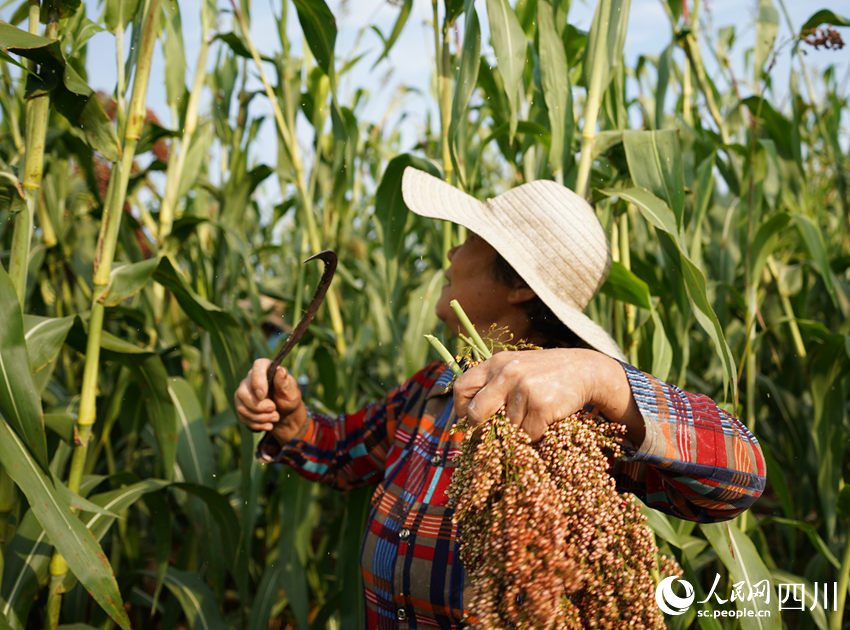 通過村民們連日來的努力，高粱收割已進(jìn)入尾期。人民網(wǎng)記者 王波攝