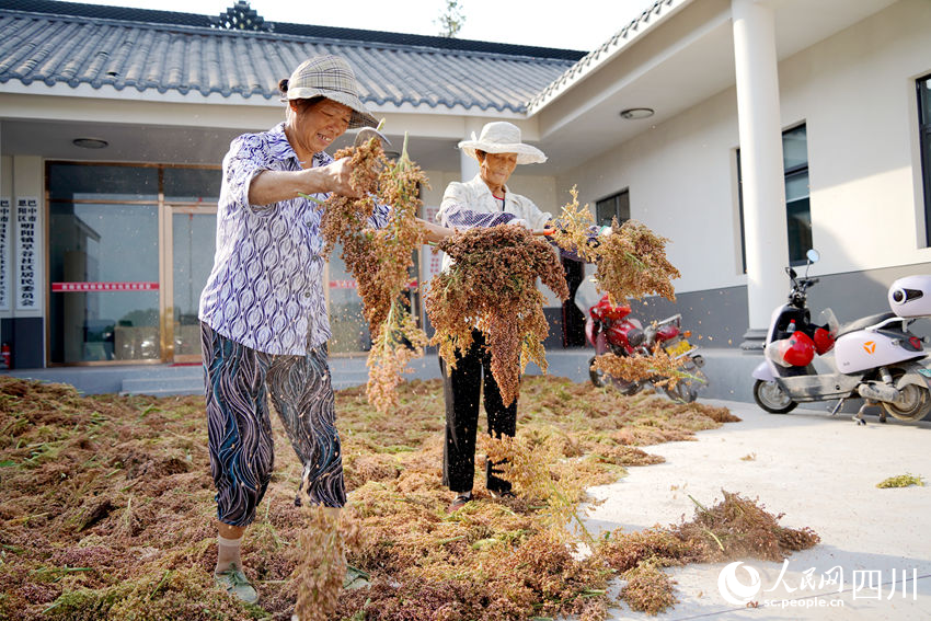 村民們在院壩中晾曬高粱。人民網(wǎng)記者 王波攝