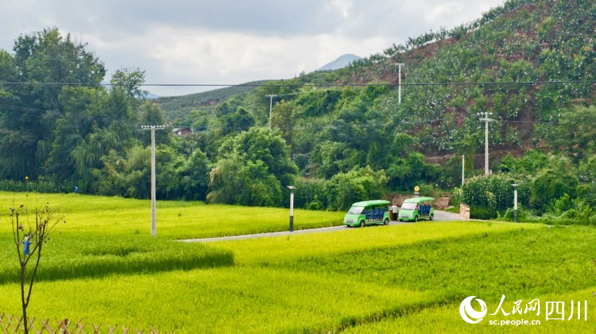 稻香中的姜州鎮(zhèn)中和村一角。人民網(wǎng) 趙祖樂攝