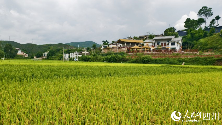 稻香中的姜州鎮(zhèn)中和村一角。人民網(wǎng) 趙祖樂攝