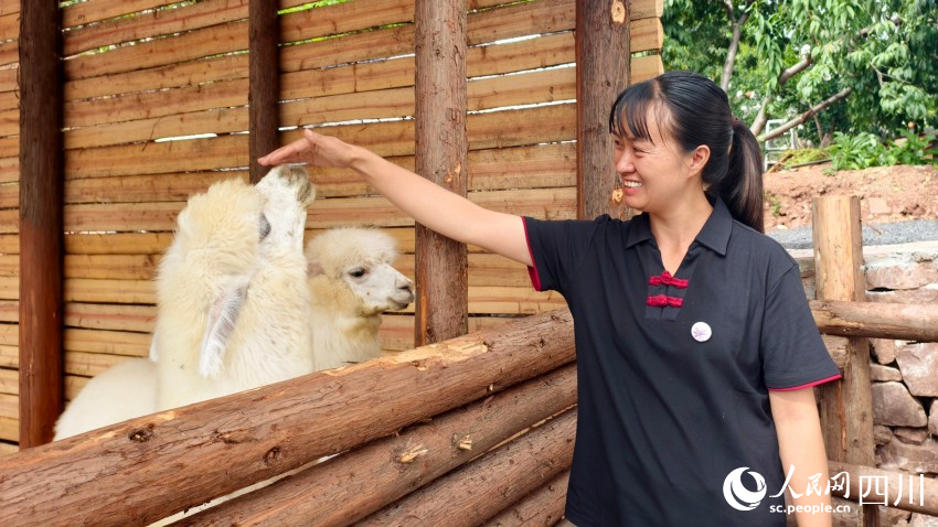 憨態(tài)可掬的羊駝和笑容可掬的飼養(yǎng)員。人民網(wǎng) 趙祖樂攝