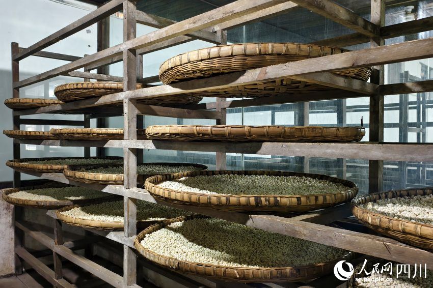 先市醬油赤水河莊園生產(chǎn)車間，正在進行自然制曲。人民網(wǎng) 趙祖樂攝