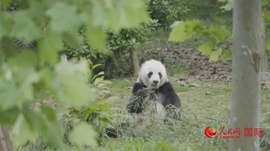 成都大熊貓繁育研究基地的熊貓。人民網(wǎng)記者 張榮攝