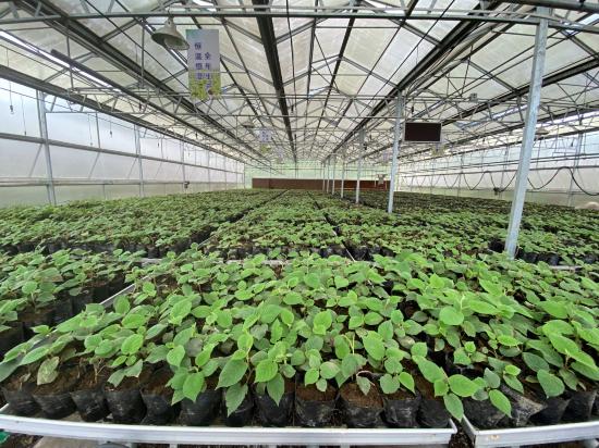 蒼溪彌研所育苗現(xiàn)場。蒼溪縣委宣傳部供圖