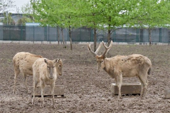 洞庭湖麋鹿苑中的麋鹿們。何佳麗攝