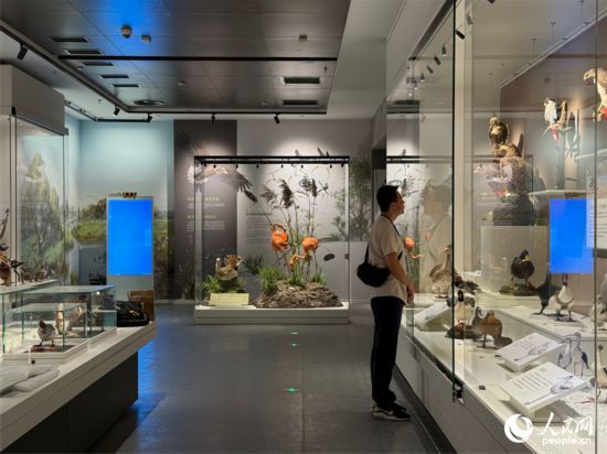 洞庭湖博物館煥新開館。人民網(wǎng)記者 吳茜薇攝